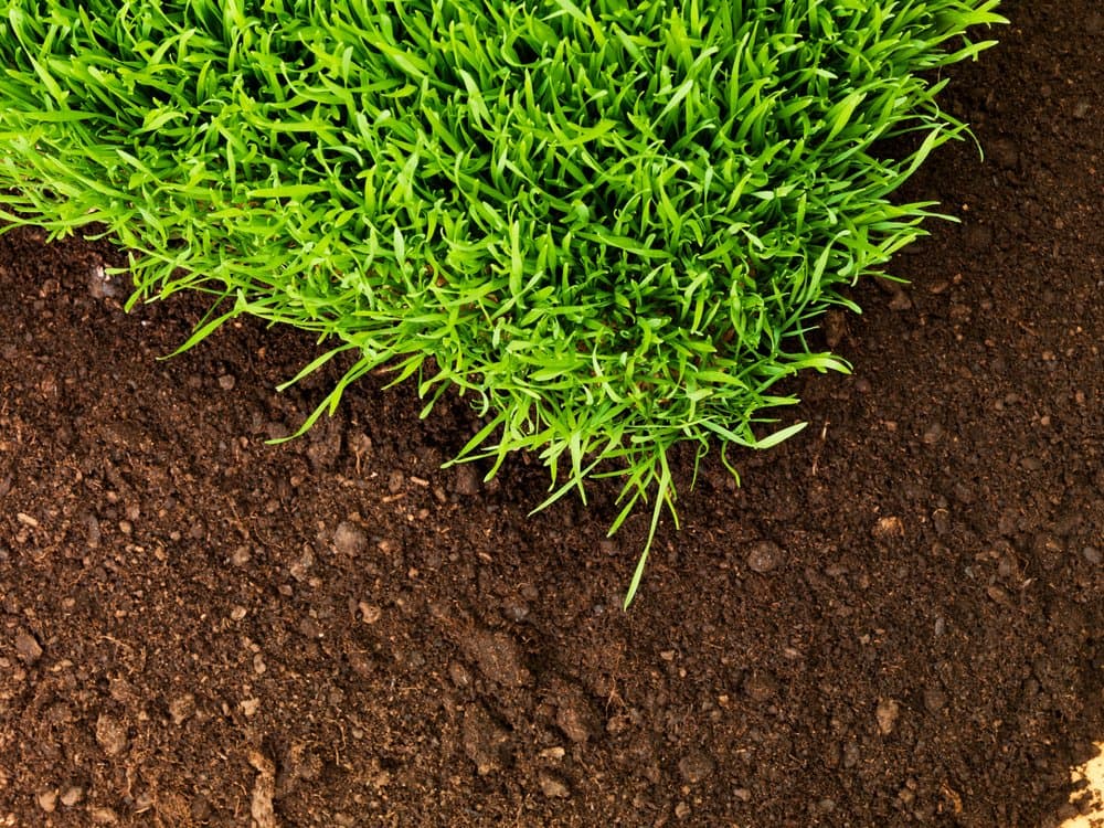 Close-up of healthy lawn grass and soil