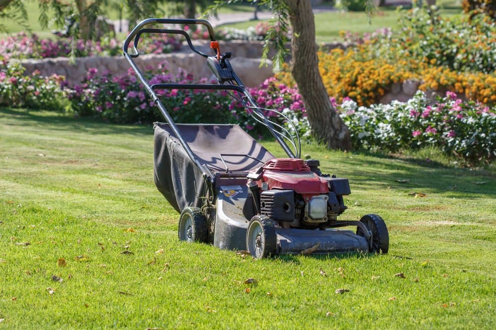 Landscaped garden bed with mower and flowering shrubs
